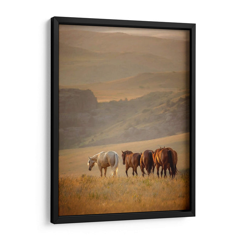 Caballos Sunkissed Vi - PH Burchett | Cuadro decorativo de Canvas Lab