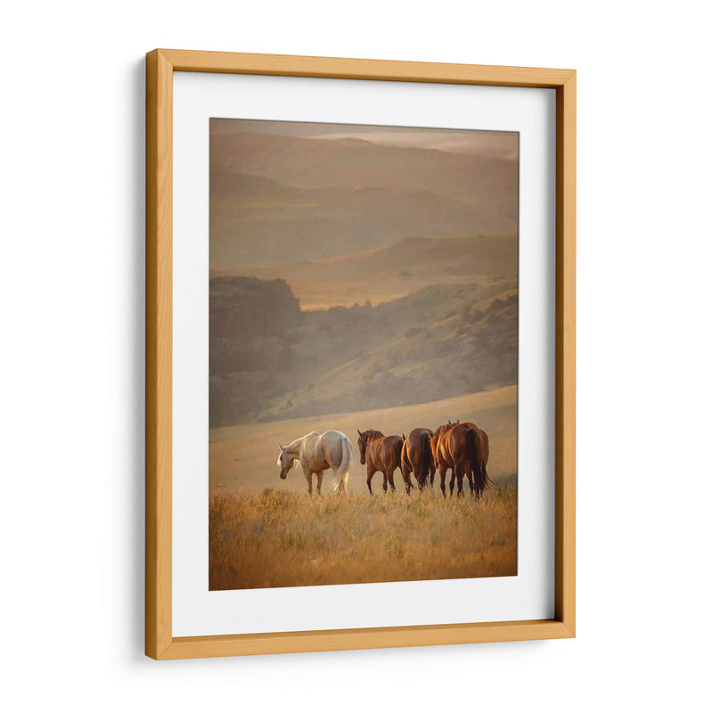 Caballos Sunkissed Vi - PH Burchett | Cuadro decorativo de Canvas Lab