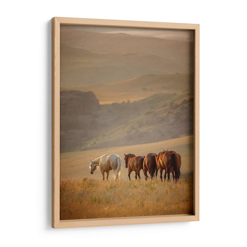 Caballos Sunkissed Vi - PH Burchett | Cuadro decorativo de Canvas Lab