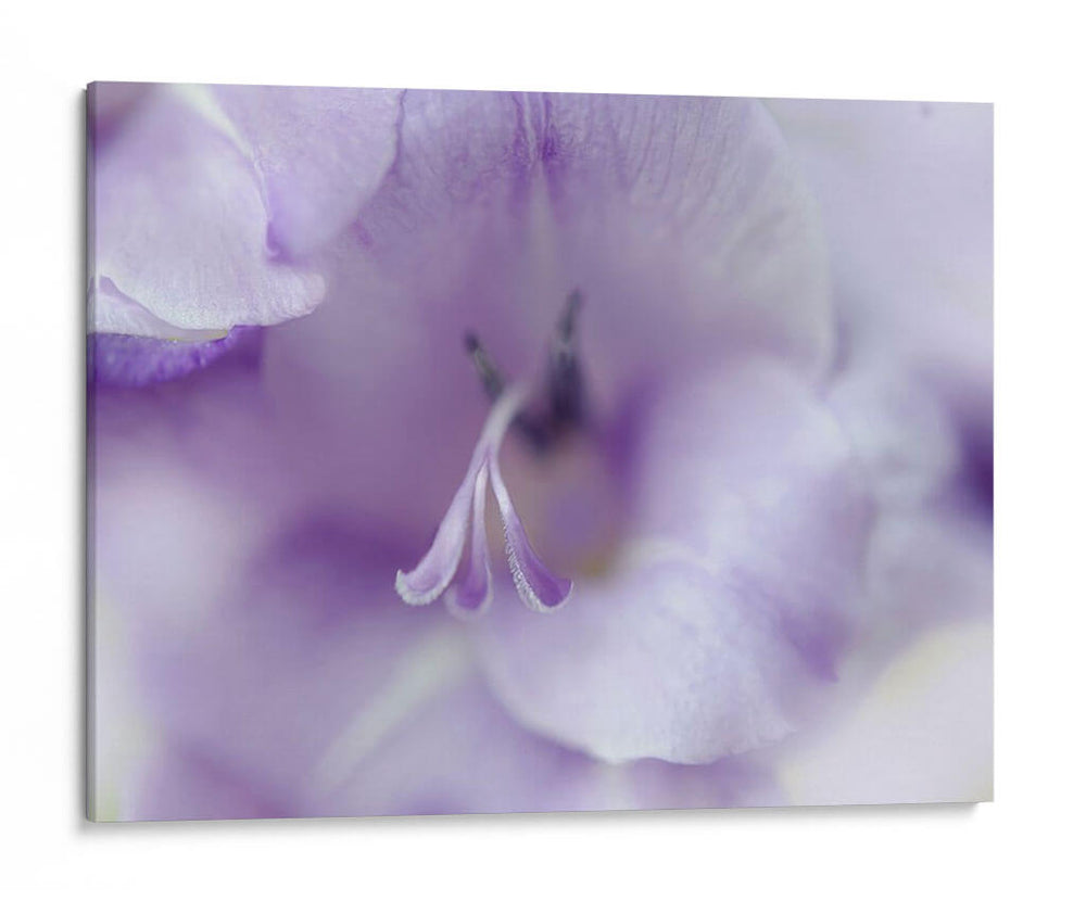 Un Regalo En Púrpura Ii - Gillian Hunt | Cuadro decorativo de Canvas Lab