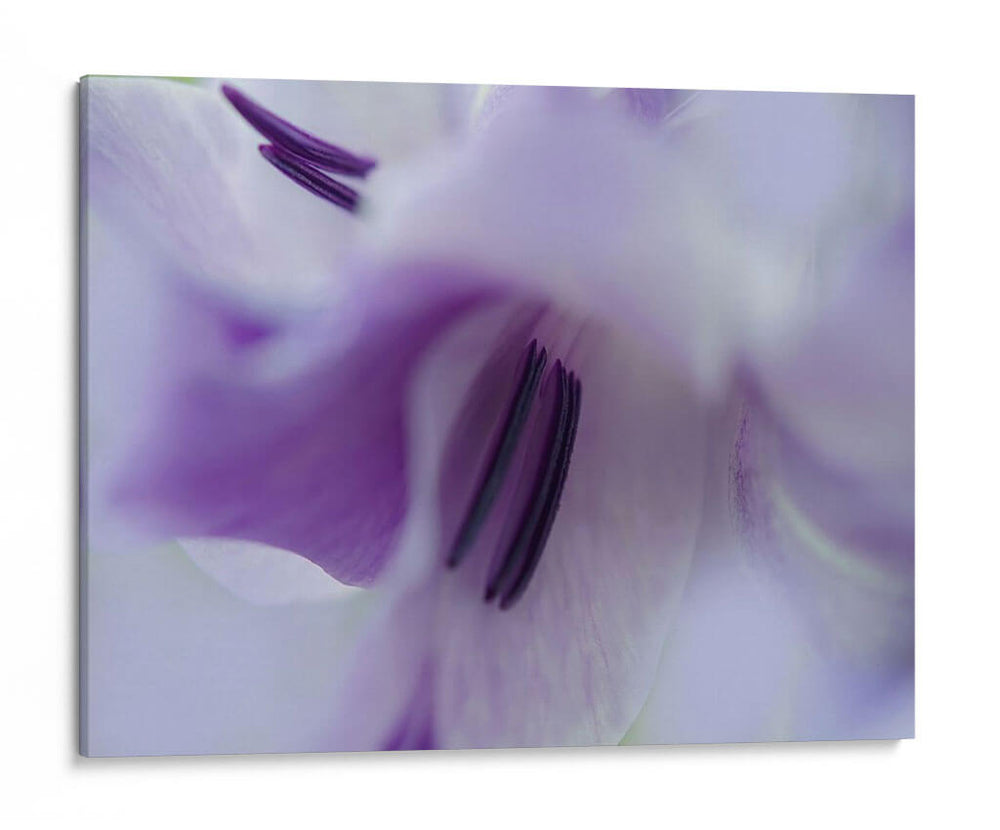 Un Regalo En Púrpura Iii - Gillian Hunt | Cuadro decorativo de Canvas Lab