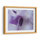 Un Regalo En Púrpura Iii - Gillian Hunt | Cuadro decorativo de Canvas Lab