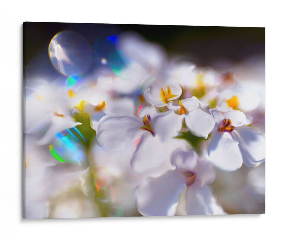 Joyas Del Bosque Encantado I - Gillian Hunt | Cuadro decorativo de Canvas Lab