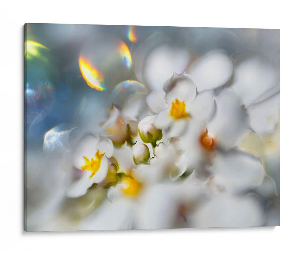 Joyas Del Bosque Encantado Iii - Gillian Hunt | Cuadro decorativo de Canvas Lab