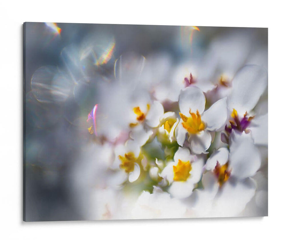 Joyas Del Bosque Encantado Iv - Gillian Hunt | Cuadro decorativo de Canvas Lab