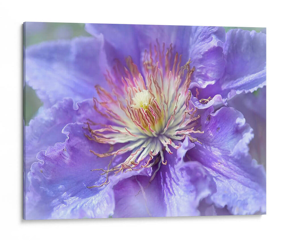 Corazón De La Camelia Ii - Gillian Hunt | Cuadro decorativo de Canvas Lab