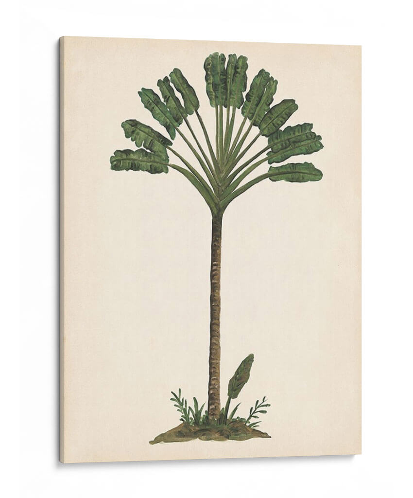 Estudio De Palmera I - Melissa Wang | Cuadro decorativo de Canvas Lab