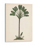 Estudio De Palmera I - Melissa Wang | Cuadro decorativo de Canvas Lab