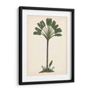 Estudio De Palmera I - Melissa Wang | Cuadro decorativo de Canvas Lab