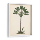 Estudio De Palmera I - Melissa Wang | Cuadro decorativo de Canvas Lab