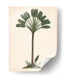Estudio De Palmera I - Melissa Wang | Cuadro decorativo de Canvas Lab