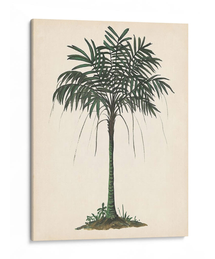 Estudio De Palmera Ii - Melissa Wang | Cuadro decorativo de Canvas Lab