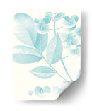 Estudio Botánico En Spa V - Vision Studio | Cuadro decorativo de Canvas Lab