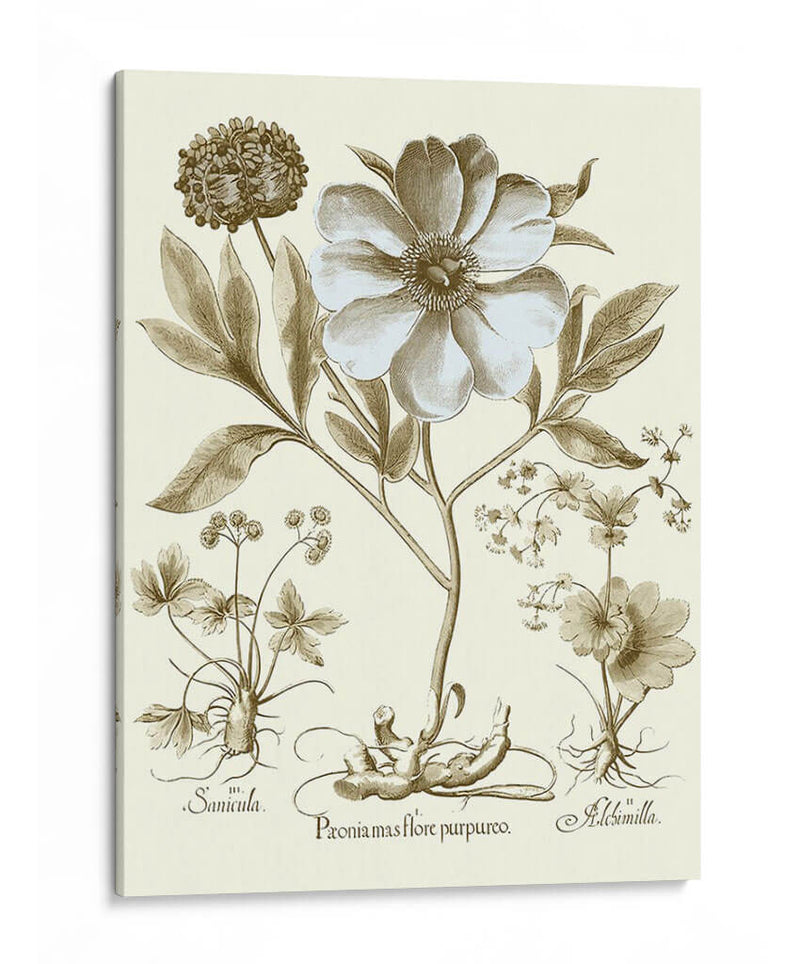 Spa Peonies Ii - Basilius Besler | Cuadro decorativo de Canvas Lab