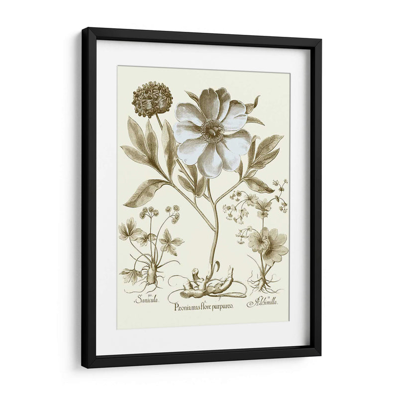 Spa Peonies Ii - Basilius Besler | Cuadro decorativo de Canvas Lab