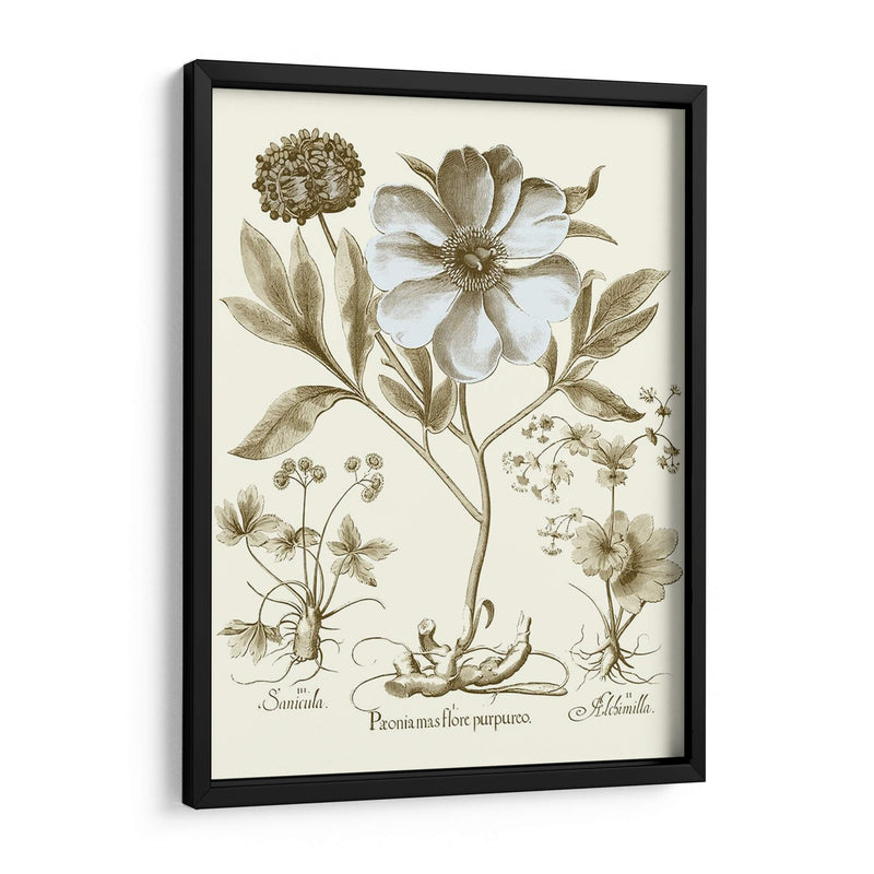 Spa Peonies Ii - Basilius Besler | Cuadro decorativo de Canvas Lab