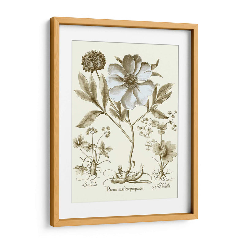 Spa Peonies Ii - Basilius Besler | Cuadro decorativo de Canvas Lab