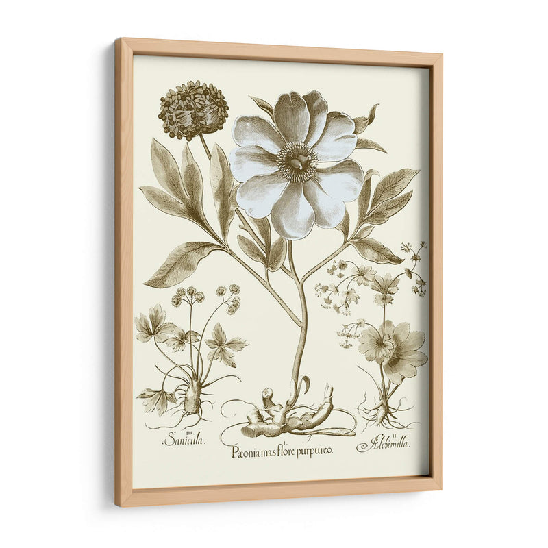 Spa Peonies Ii - Basilius Besler | Cuadro decorativo de Canvas Lab