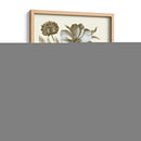 Spa Peonies Ii - Basilius Besler | Cuadro decorativo de Canvas Lab
