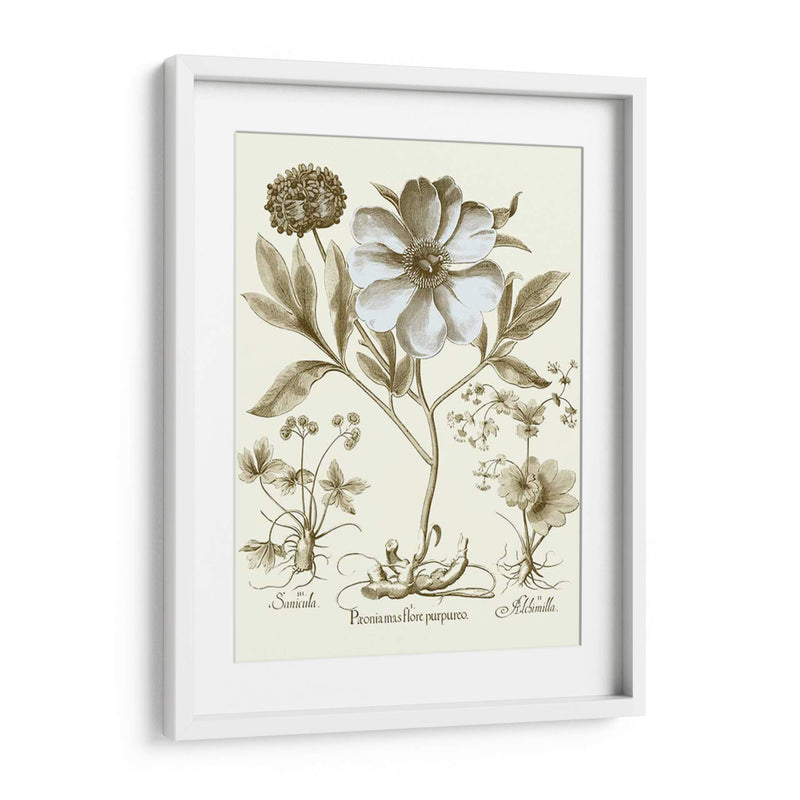 Spa Peonies Ii - Basilius Besler | Cuadro decorativo de Canvas Lab