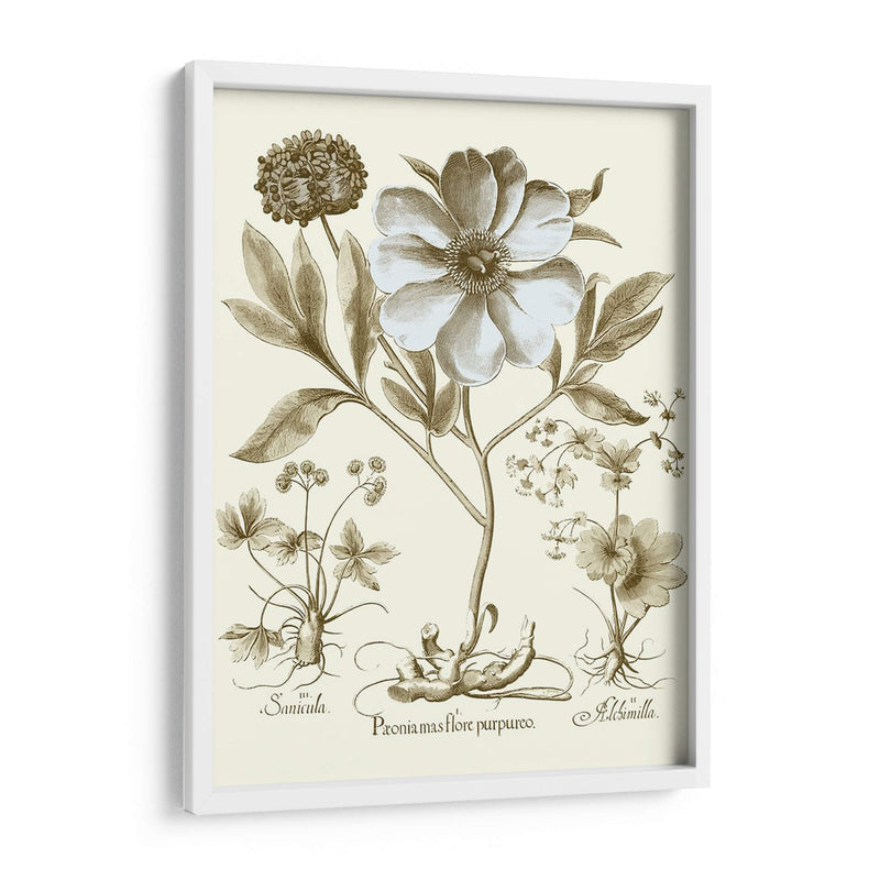 Spa Peonies Ii - Basilius Besler | Cuadro decorativo de Canvas Lab