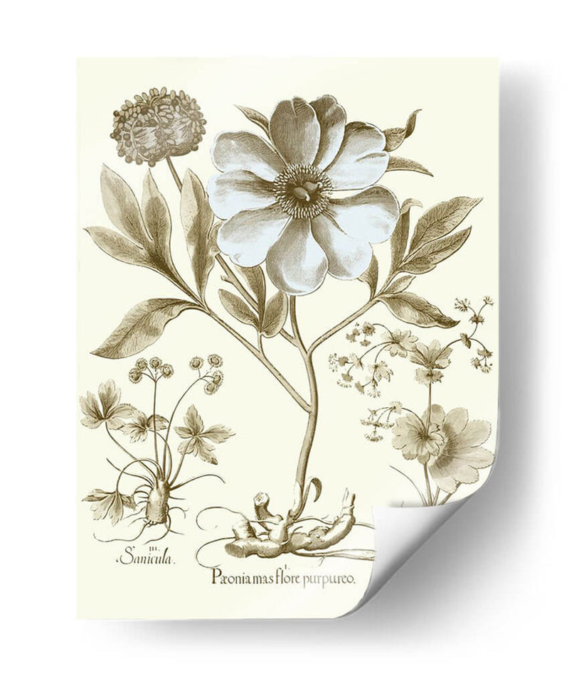 Spa Peonies Ii - Basilius Besler | Cuadro decorativo de Canvas Lab