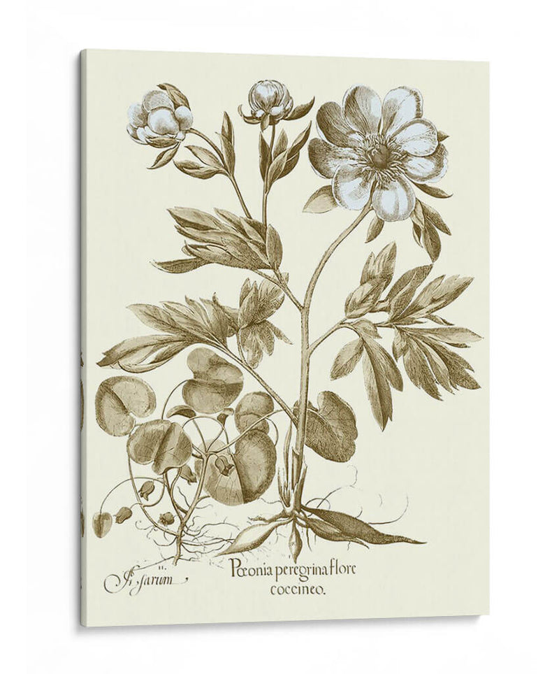 Spa Peonies Iii - Basilius Besler | Cuadro decorativo de Canvas Lab