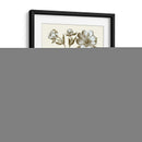 Spa Peonies Iii - Basilius Besler | Cuadro decorativo de Canvas Lab
