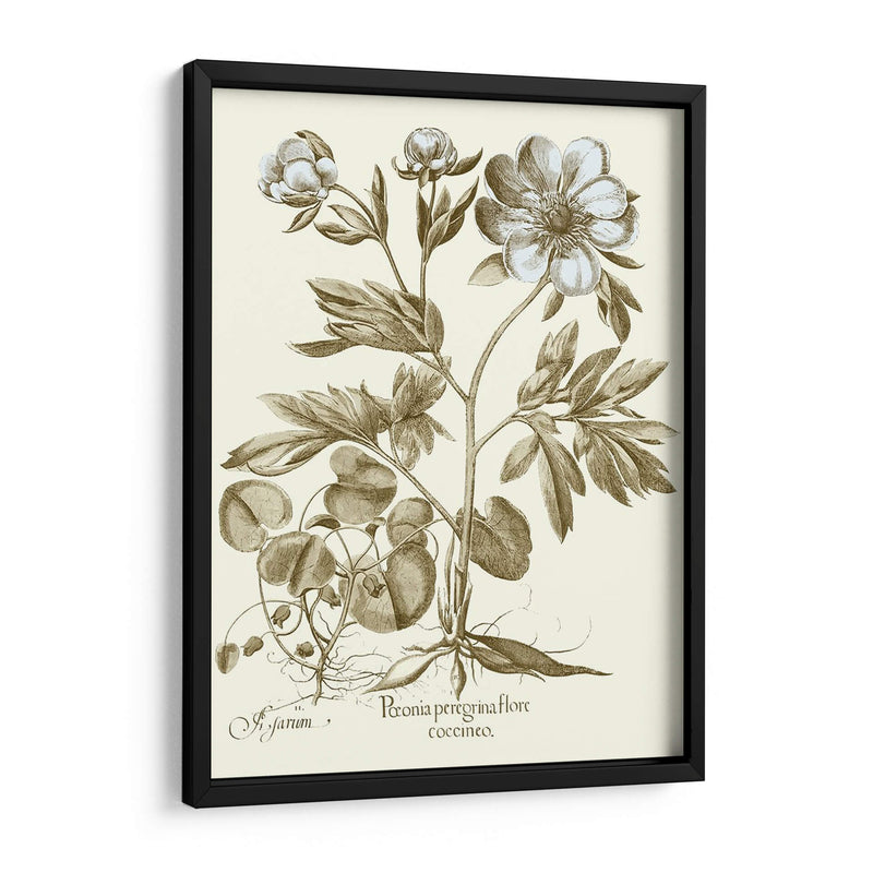 Spa Peonies Iii - Basilius Besler | Cuadro decorativo de Canvas Lab