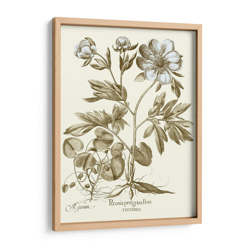 Spa Peonies Iii - Basilius Besler | Cuadro decorativo de Canvas Lab