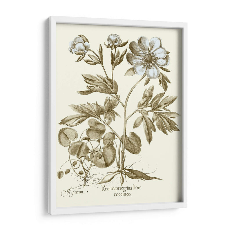 Spa Peonies Iii - Basilius Besler | Cuadro decorativo de Canvas Lab