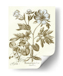 Spa Peonies Iii - Basilius Besler | Cuadro decorativo de Canvas Lab