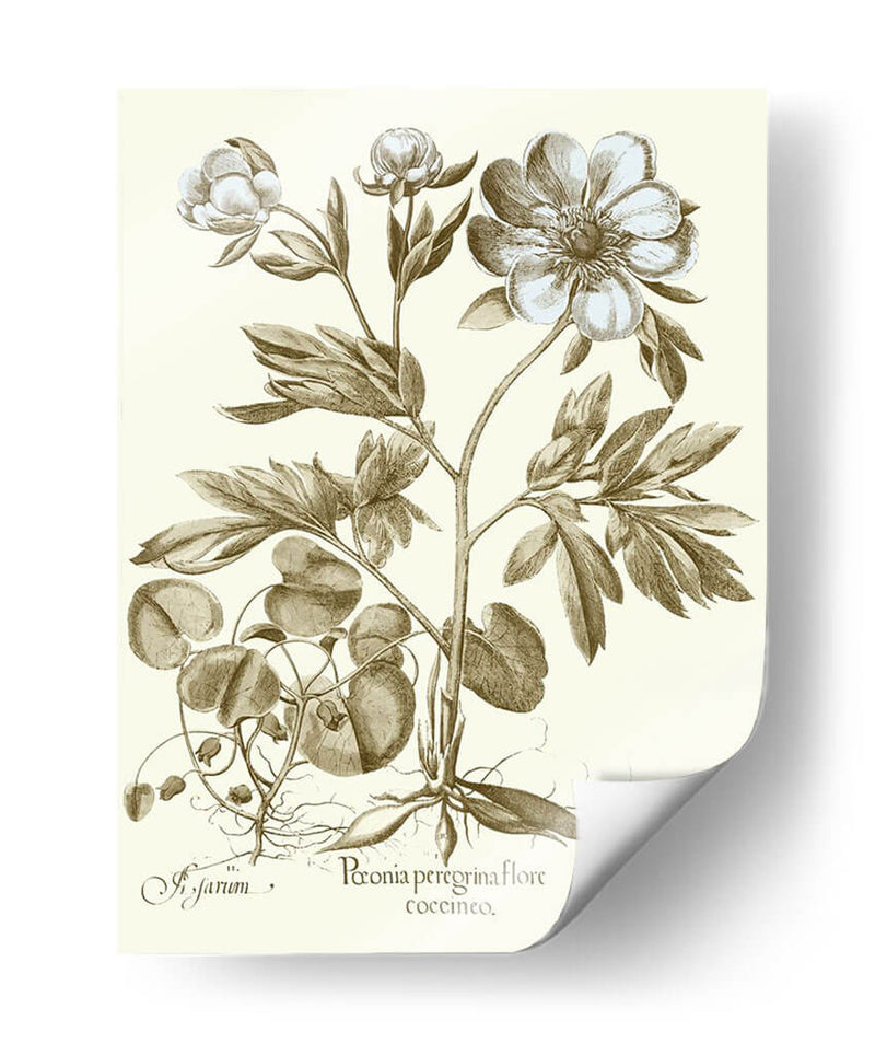 Spa Peonies Iii - Basilius Besler | Cuadro decorativo de Canvas Lab