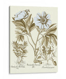 Spa Peonies Iv - Basilius Besler | Cuadro decorativo de Canvas Lab