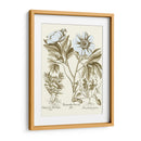 Spa Peonies Iv - Basilius Besler | Cuadro decorativo de Canvas Lab
