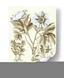 Spa Peonies Iv - Basilius Besler | Cuadro decorativo de Canvas Lab