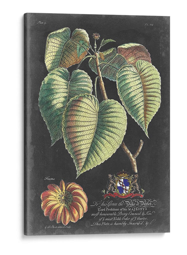 Dramático Royal Botanical I - George Ehret | Cuadro decorativo de Canvas Lab