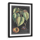 Dramático Royal Botanical I - George Ehret | Cuadro decorativo de Canvas Lab