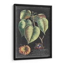 Dramático Royal Botanical I - George Ehret | Cuadro decorativo de Canvas Lab