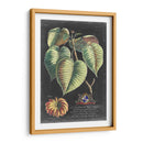 Dramático Royal Botanical I - George Ehret | Cuadro decorativo de Canvas Lab