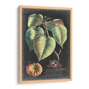Dramático Royal Botanical I - George Ehret | Cuadro decorativo de Canvas Lab