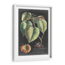 Dramático Royal Botanical I - George Ehret | Cuadro decorativo de Canvas Lab