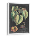 Dramático Royal Botanical I - George Ehret | Cuadro decorativo de Canvas Lab
