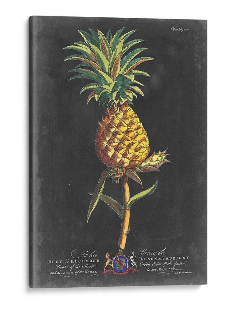 Dramático Royal Botanical Ii - George Ehret | Cuadro decorativo de Canvas Lab