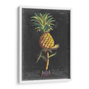 Dramático Royal Botanical Ii - George Ehret | Cuadro decorativo de Canvas Lab