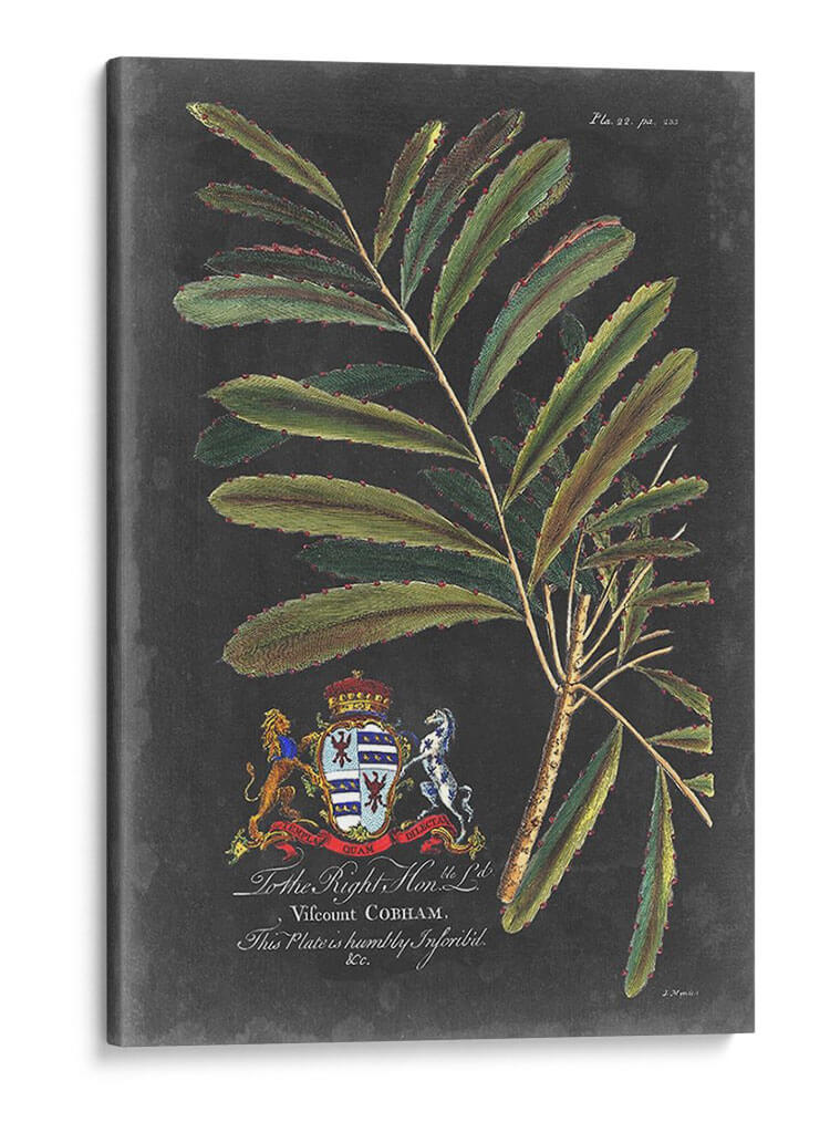 Dramático Royal Botanical Iii - George Ehret | Cuadro decorativo de Canvas Lab