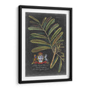 Dramático Royal Botanical Iii - George Ehret | Cuadro decorativo de Canvas Lab