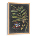Dramático Royal Botanical Iii - George Ehret | Cuadro decorativo de Canvas Lab