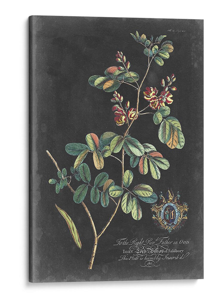 Dramático Royal Botanical Iv - George Ehret | Cuadro decorativo de Canvas Lab