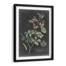 Dramático Royal Botanical Iv - George Ehret | Cuadro decorativo de Canvas Lab